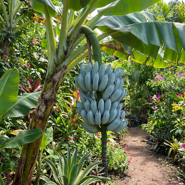 Blue Java Banana Fruit Seeds (Musa acuminata × Musa balbisiana) – Hardy Tropical Banana for Garden Growing