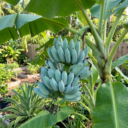 Blue Java Banana Fruit Seeds (Musa acuminata × Musa balbisiana) – Hardy Tropical Banana for Garden Growing