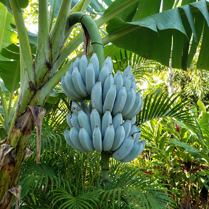 Blue Java Banana Fruit Seeds for Planting – Cold Tolerant Tropical Banana Variety for Home Gardens