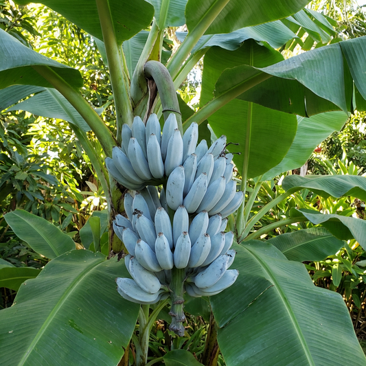 Blue Java Banana Fruit Seeds for Planting – Cold Tolerant Tropical Banana Variety for Home Gardens