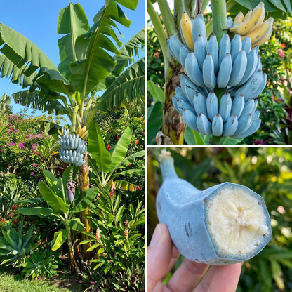 Blue Java Banana (Ice Cream Banana) Fruit Seeds for Planting – Heirloom Non-GMO Organic Garden Seeds