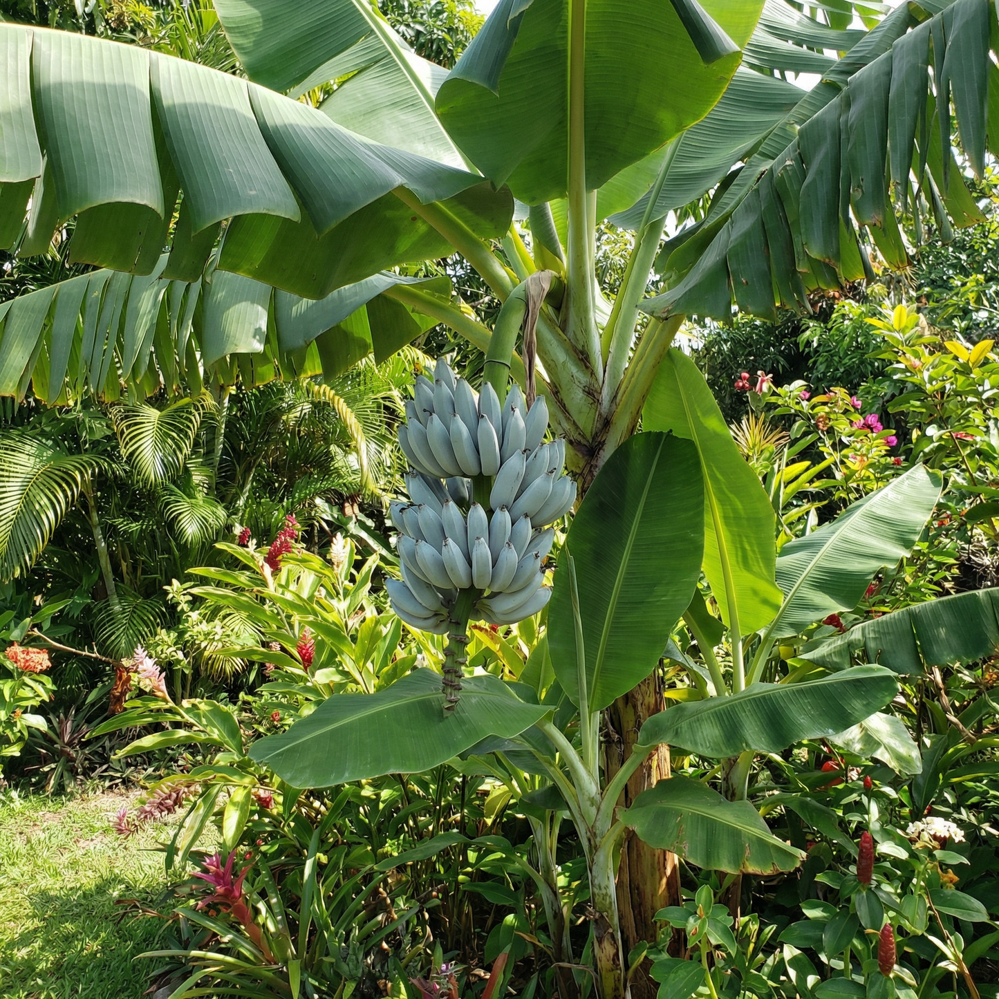 Blue Java Banana (Ice Cream Banana) Fruit Seeds for Planting – Heirloom Non-GMO Organic Garden Seeds