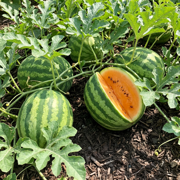 Tendersweet Orange Watermelon Fruit Seeds for Planting – Sweet Orange Flesh Heirloom Garden Variety
