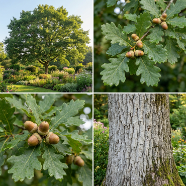 White Oak Tree Seeds (Quercus alba) – Classic Native Hardwood Shade Tree for Garden & Landscape Planting
