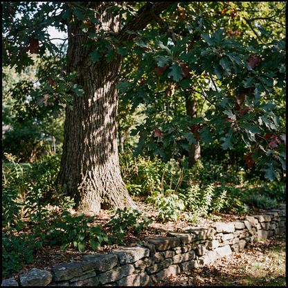 White Oak Tree Seeds for Planting – Hardy Shade Tree Seeds for Home & Organic Gardens