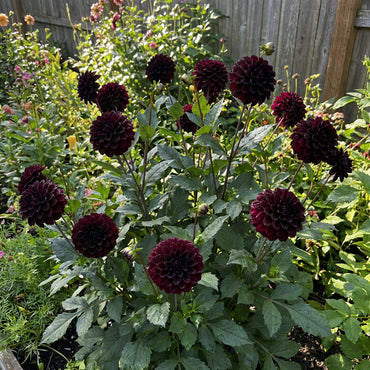 Black Pompon Dahlia Flower Seeds (Dahlia pinnata) | Decorative Garden Blooms