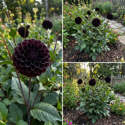 Graines de fleurs de dahlia noir à pompon pour plantation | Fleurs rondes profondes et sombres