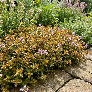 Orange Creeping Thyme Seeds – Heirloom, Non-GMO, High Germination Organic Garden Seeds for Drought-Tolerant Ground Cover & Landscaping