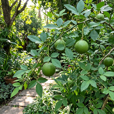 Bael-Fruchtsamen zum Pflanzen (Aegle marmelos) – Alte Gartensaat für Bäume