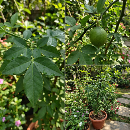 Green Bael Fruit Seeds for Planting – Heirloom Garden Tree Seeds