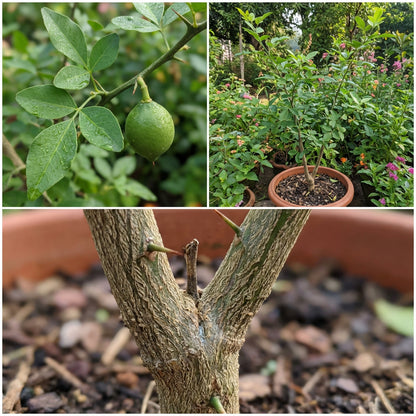 Green Bael Fruit Seeds for Planting – Heirloom Garden Tree Seeds