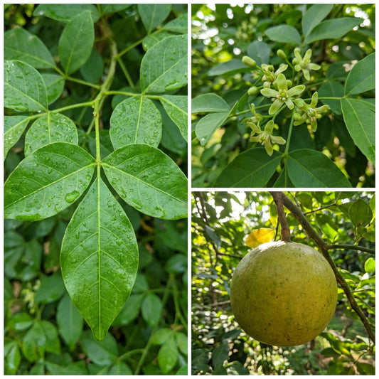 Bael-Fruchtsamen zum Pflanzen (Aegle marmelos) – Alte Gartensaat für Bäume