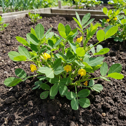 Groundnut Plant Seeds for Planting – Heirloom, Non-GMO, Organic Garden Seeds, High Germination