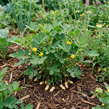 Groundnut Seeds for Planting (Arachis hypogaea) – Traditional Peanut Variety