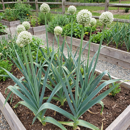 Elephant Garlic Seeds (Allium ampeloprasum) – White Large Clove Variety