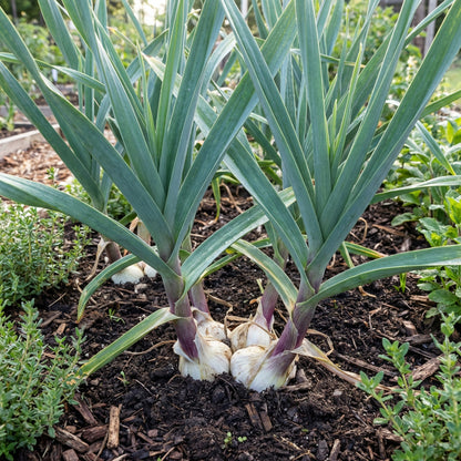 Elephant Garlic Seeds (Allium ampeloprasum) – White Large Clove Variety
