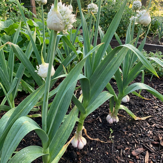 Elefantknoblauch-Samen (Allium ampeloprasum) – Weiße große Zehen-Sorte