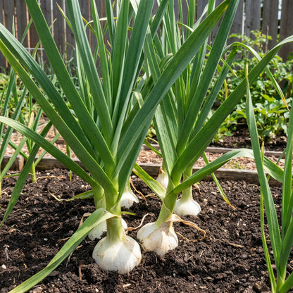 Elephant Garlic Seeds for Planting, White – Heirloom, Non-GMO, High Germination Organic Garden Seeds
