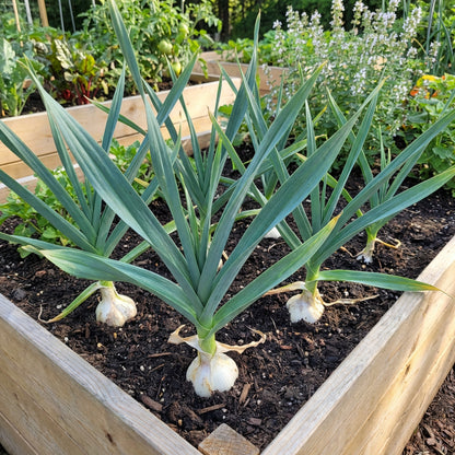 Elephant Garlic Seeds for Planting, White – Heirloom, Non-GMO, High Germination Organic Garden Seeds