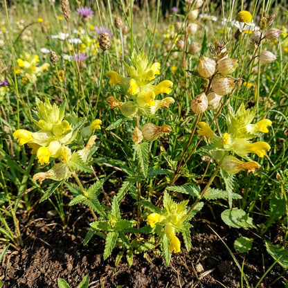Yellow Rattle Flower Seeds for Planting – Heirloom, Non-GMO, High Germination Wildflower Seeds for Meadows & Pollinator Gardens