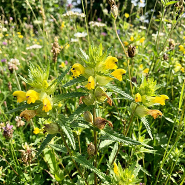 Yellow Rattle Flower Seeds for Planting – Heirloom, Non-GMO, High Germination Wildflower Seeds for Meadows & Pollinator Gardens