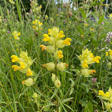 Yellow Rattle Flower Seeds for Planting – Heirloom Wildflower for Meadows & Pollinator Gardens