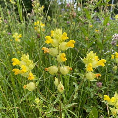 Gelbschötchen-Samen zum Pflanzen – Althergebrachte Wildblume für Wiesen und Bestäuber-Gärten