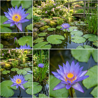 Semi di Loto Blu (Nymphaea caerulea) – Varietà Antica, Semi per Giardino Acquatico Non OGM