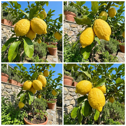 Italian Amalfi Lemon Fruit Seeds for Planting – Heirloom, Non-GMO, High Germination Organic Garden Seeds