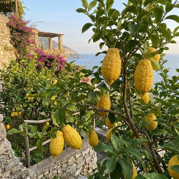 Italian Amalfi Lemon Fruit Seeds for Planting – Heirloom, Non-GMO, High Germination Organic Garden Seeds