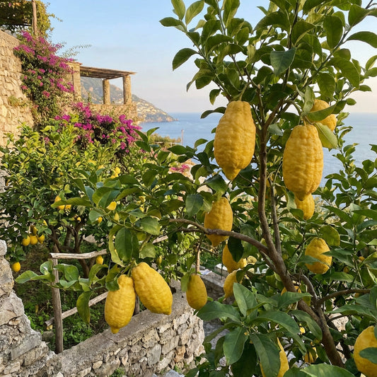 Italian Amalfi Lemon Seeds ( Citrus limon ) – Traditional Mediterranean Fruit Variety for Home Gardens
