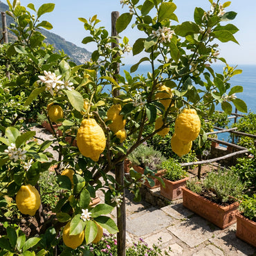 Italian Amalfi Lemon Seeds ( Citrus limon ) – Traditional Mediterranean Fruit Variety for Home Gardens