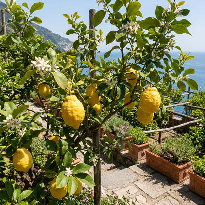 Italian Amalfi Lemon Seeds ( Citrus limon ) – Traditional Mediterranean Fruit Variety for Home Gardens