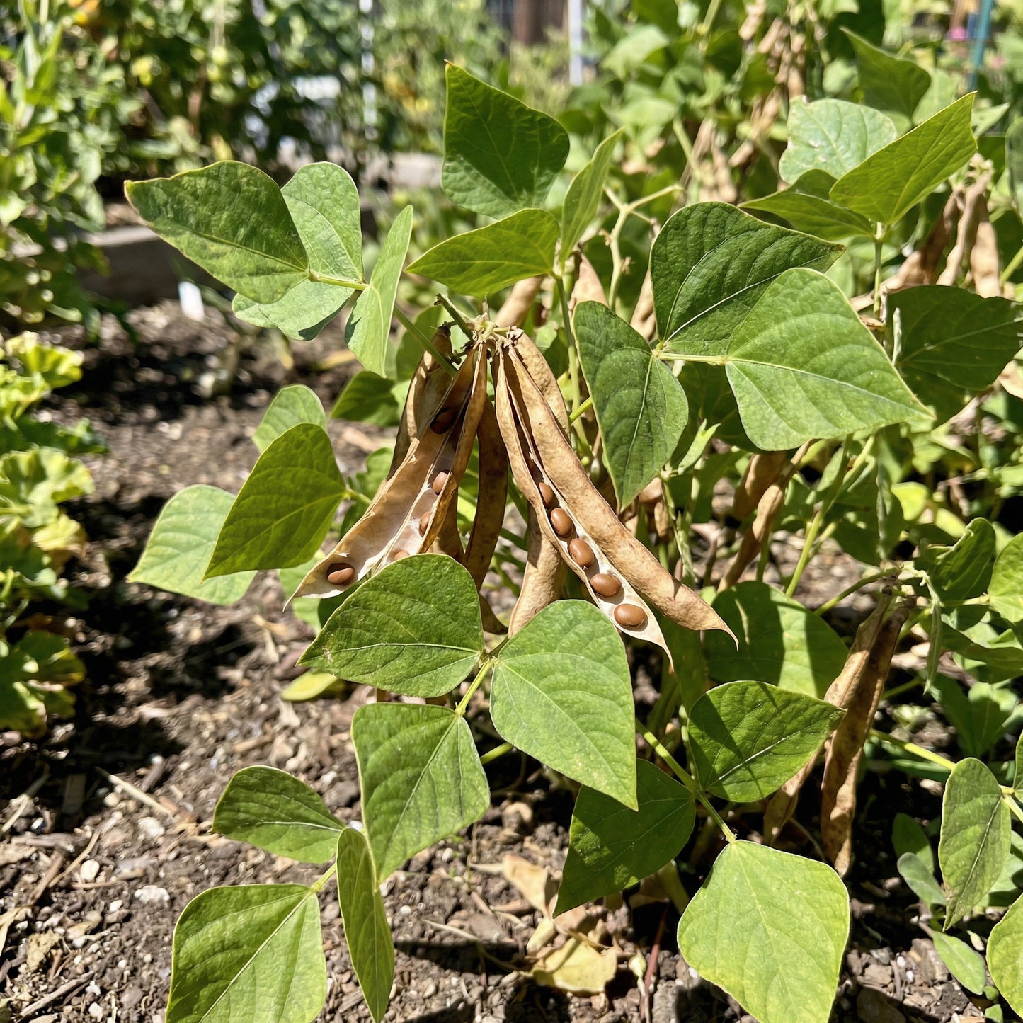 Brown Tepary Bean (Phaseolus acutifolius) Seeds for Home Garden Planting