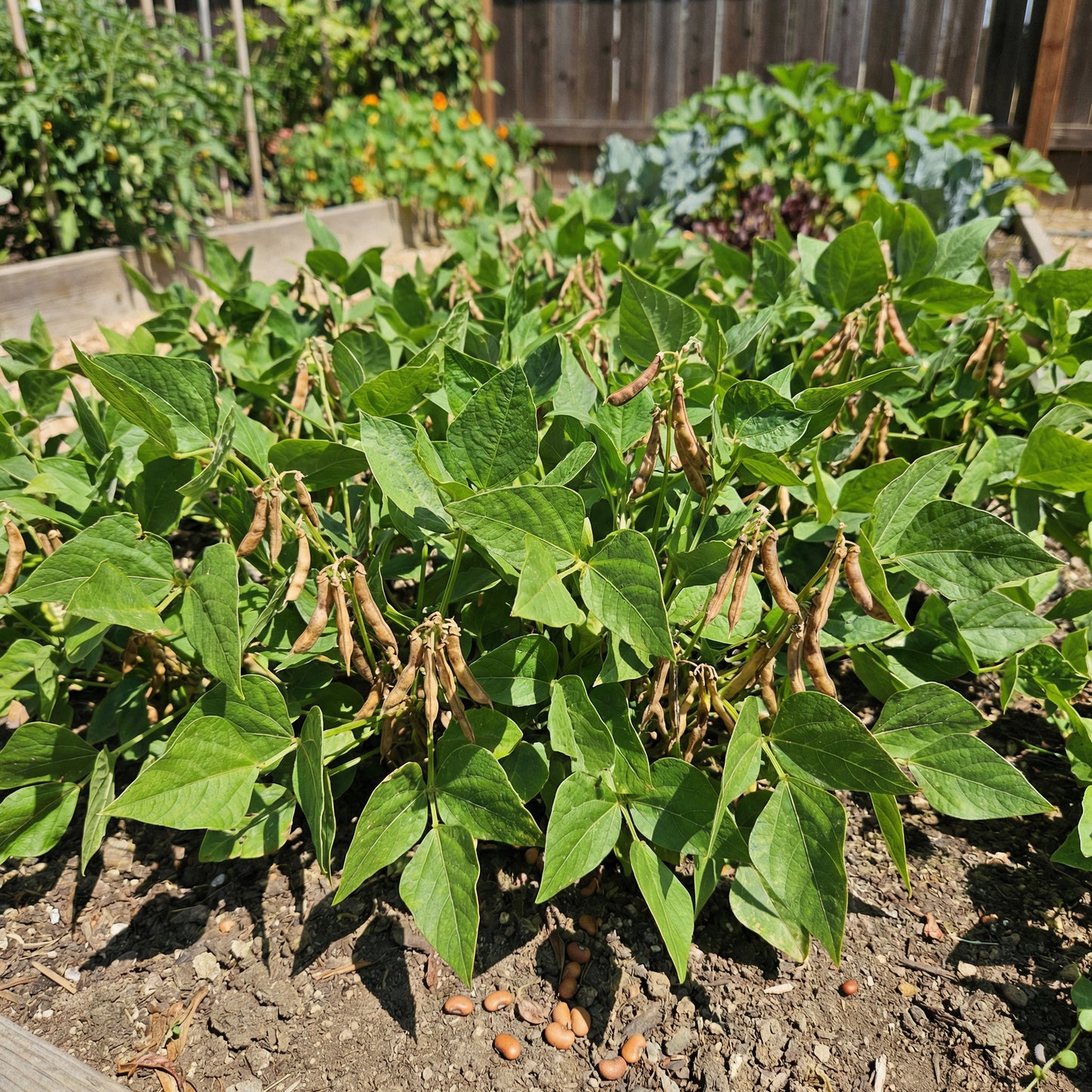 Brown Tepary Bean (Phaseolus acutifolius) Seeds for Home Garden Planting