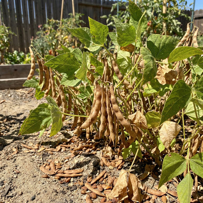 Brown Tepary Bean Seeds – Ancient Heirloom Bean for Kitchen Gardens