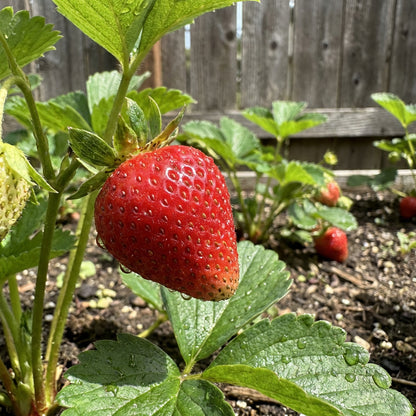 Albion Strawberry Seeds for Planting – Productive Garden Fruit Plant