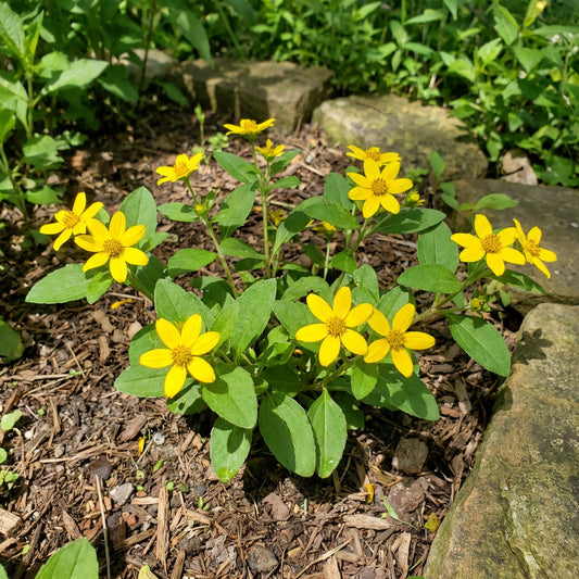 Chrysogonum Virginianum Flower Seeds for planting – Heirloom, Non-GMO, Easy to Grow Perennial Seeds