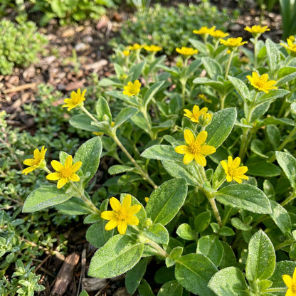 Chrysogonum Virginianum Flower Seeds for planting – Heirloom, Non-GMO, Easy to Grow Perennial Seeds