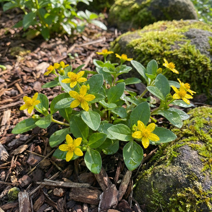 Chrysogonum Virginianum Flower Seeds for planting – Heirloom, Non-GMO, Easy to Grow Perennial Seeds