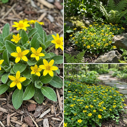 Chrysogonum virginianum Seeds – Green-and-Gold Perennial Flower for Gardens