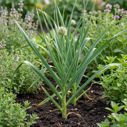 Garlic Plant Seeds for Planting – Fresh, Organic, Heirloom, Non-GMO, High Germination Organic Garden Seeds