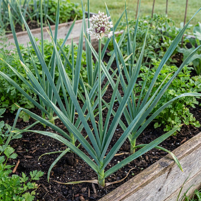 Garlic Seeds for Planting – Traditional Garden Variety