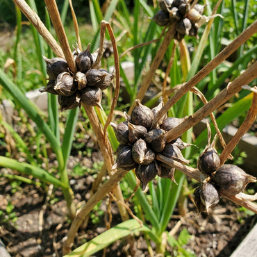 Garlic Seeds for Planting – Traditional Garden Variety