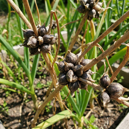 Garlic Seeds for Planting – Traditional Garden Variety