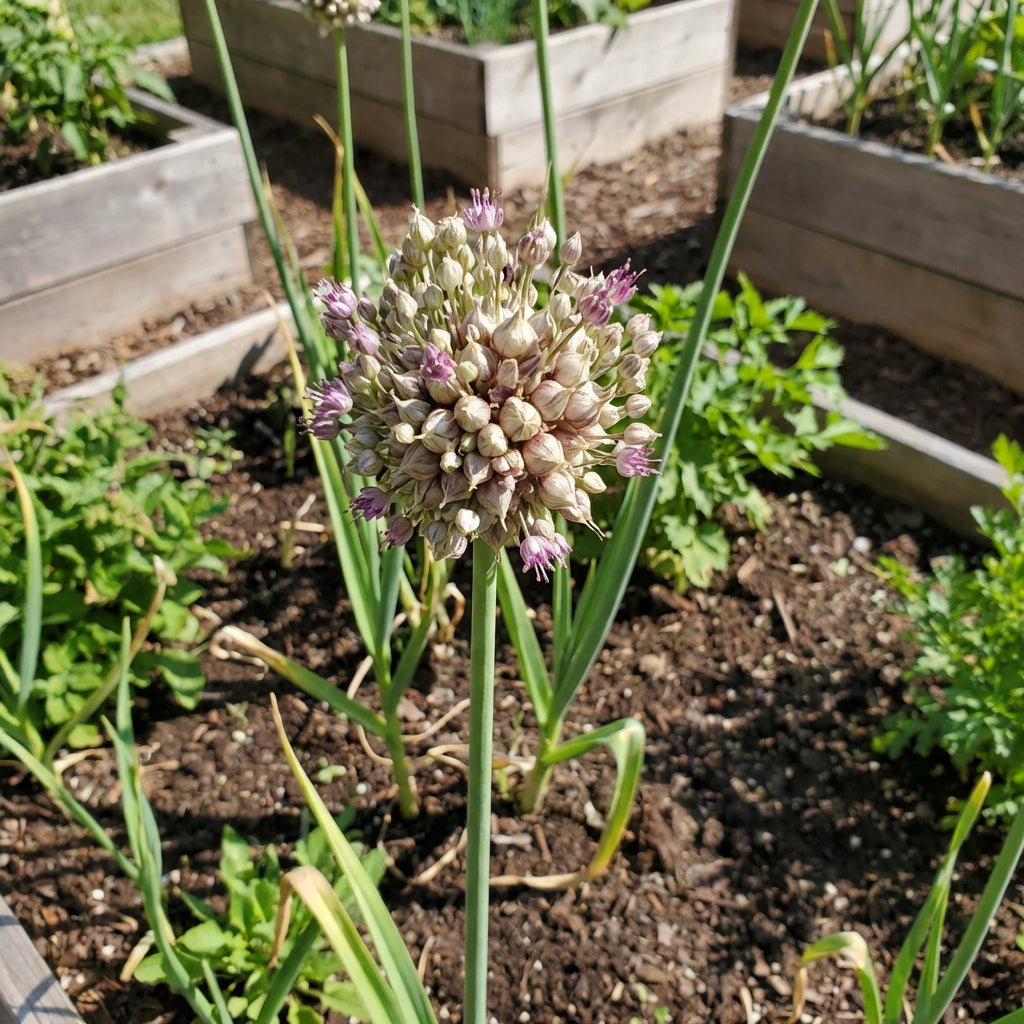 Garlic Plant Seeds for Planting – Fresh, Organic, Heirloom, Non-GMO, High Germination Organic Garden Seeds
