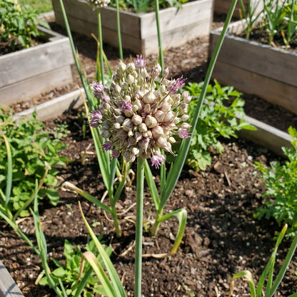 Garlic Plant Seeds for Planting – Fresh, Organic, Heirloom, Non-GMO, High Germination Organic Garden Seeds