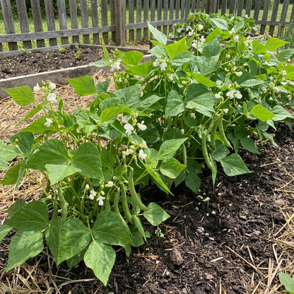 White Tepary Bean Seeds – Rare Heirloom Garden Bean Collection