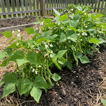 White Tepary Bean Seeds (Phaseolus acutifolius) – Heirloom Variety