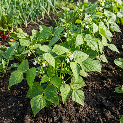 植え付け用白テパリー豆の種子 – 伝統種、非遺伝子組み換え、高発芽率の有機庭園用種子、乾燥に強い豆